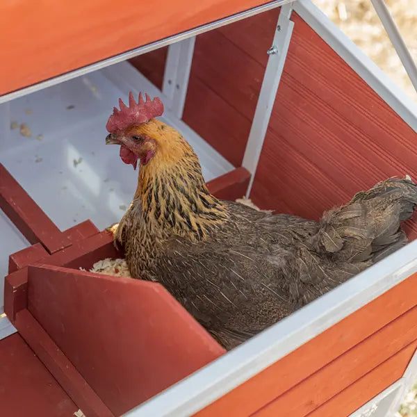 Rooster inside a red chicken coop