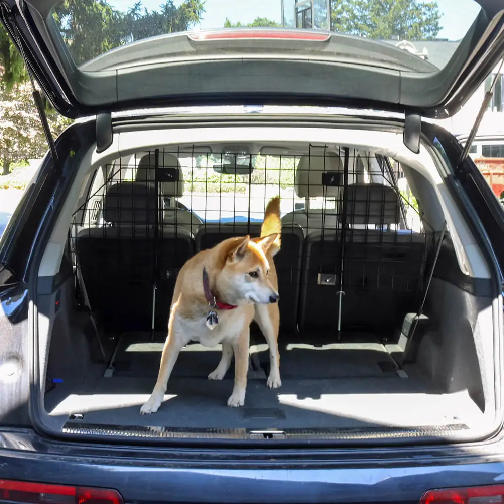 Stella-a Shiba Inu standing in SUV cargo area protected by homedude pet barrier, demonstrating secure pet travel solution