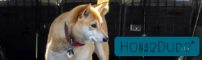 Dog inside a vehicle with a 'HomeDude' logo in the background
